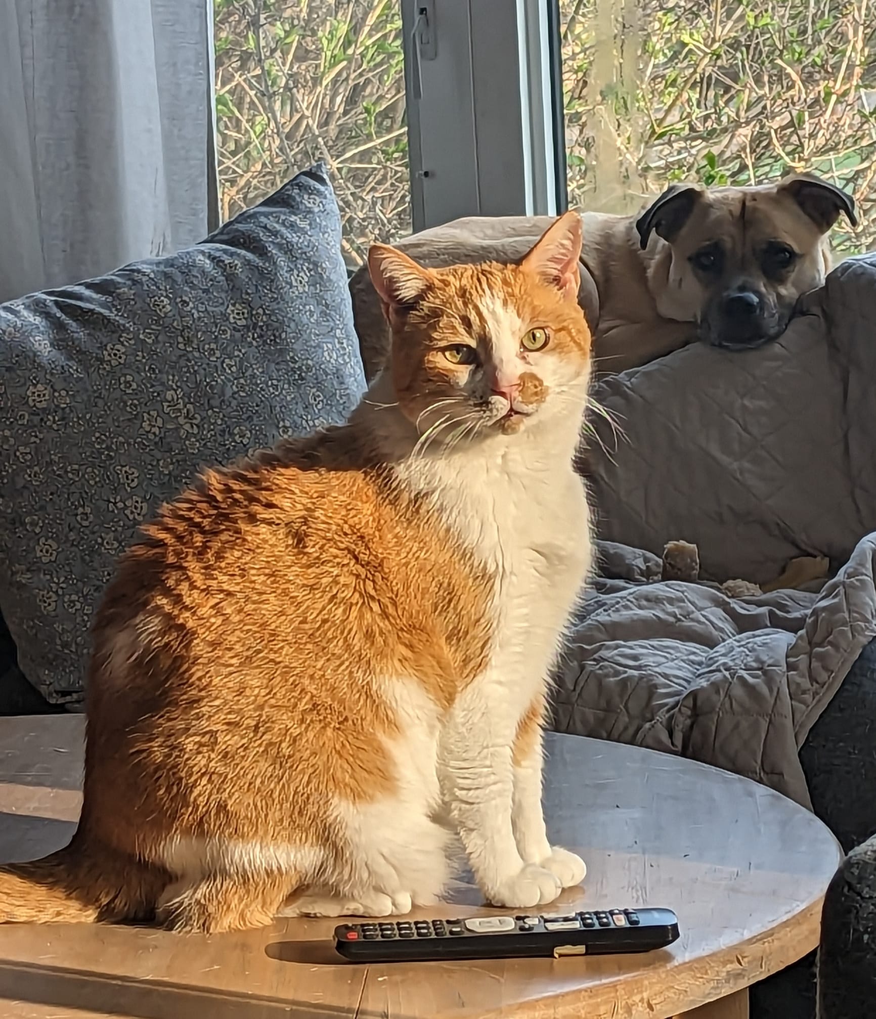 A large orange cat sits on a coffee table with a dog in the background, his fur looks golden in the sun